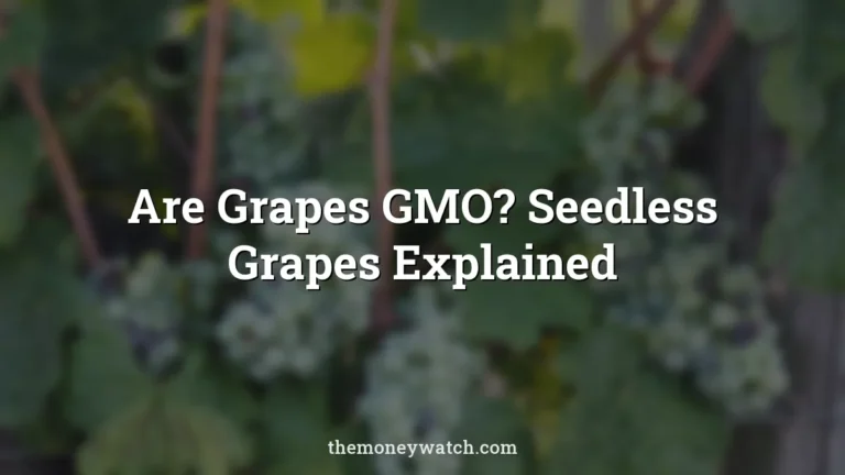 Seedless grapes vineyard photo for a guide to are grapes gmo