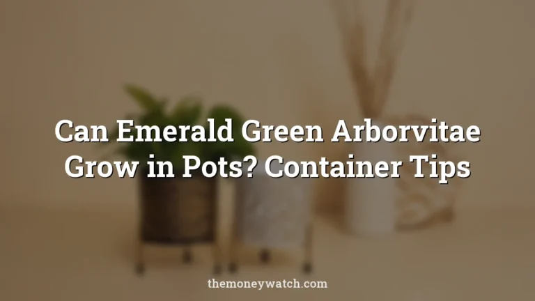 Pots, planter and metal pot photo for a guide to can emerald green arborvitae grow in