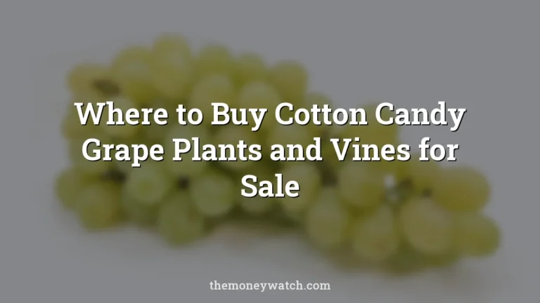 Where to Buy Cotton Candy Grape Plants and Vines for Sale