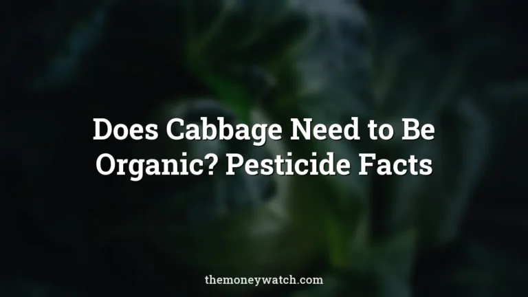 Cabbage, vegetable and veggie photo for a guide to does cabbage need to be organic