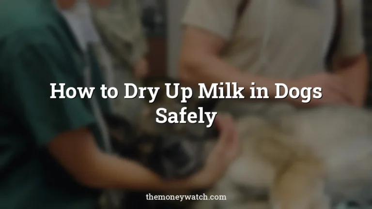 Veterinary, clinic and veterinarian photo for a guide to how to dry up milk in dogs