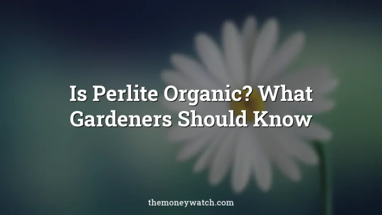 Flower, happy easter and marguerite photo for a guide to is perlite organic