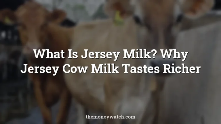 What Is Jersey Milk? Why Jersey Cow Milk Tastes Richer