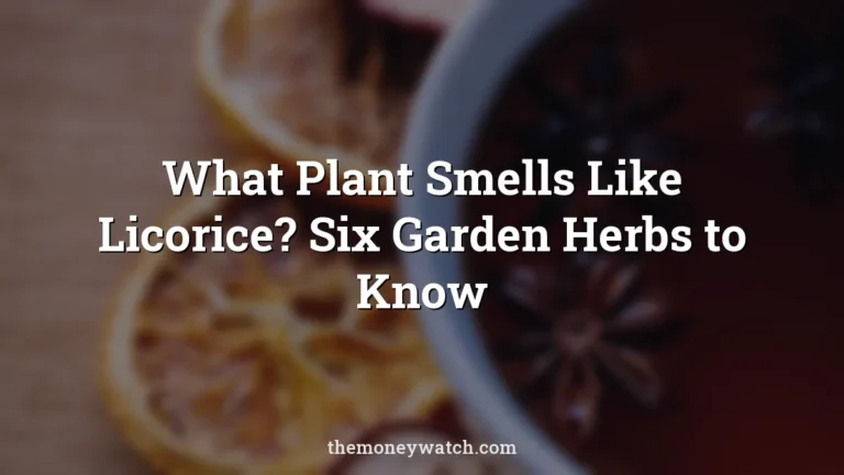 Tea, star anise and warm photo for a guide to what plant smells like licorice